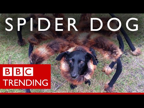 'spider-dog':-meet-the-dog-&-his-master-behind-the-prank