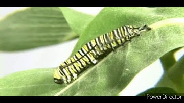 Std 4 EVS 1--- Life cycle of animals