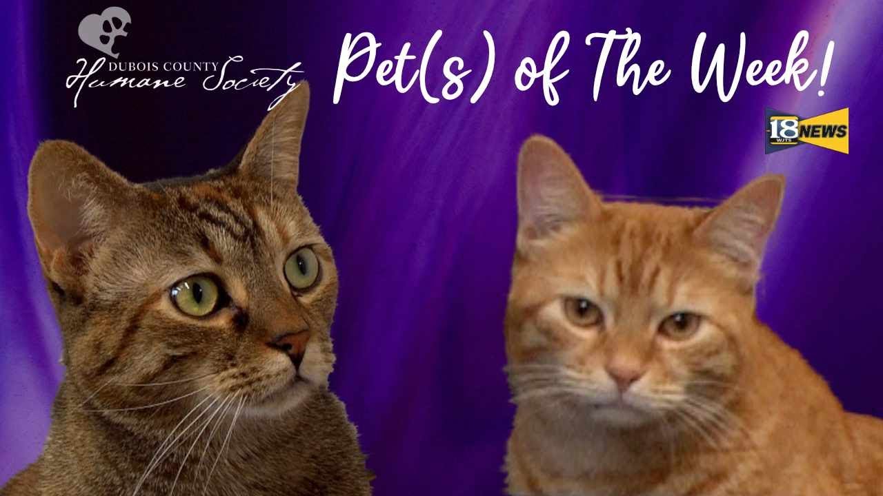 Meet simba and debra the dubois county humane society pet s of the