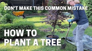 How To Plant a Container Grown Japanese Maple Tree  Don't Make This Common Mistake