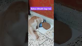 I m Hungry |#cuteanimal #cutepet #catlover #cute #cutekittens #cats #persiancat #shortsvideo #viral