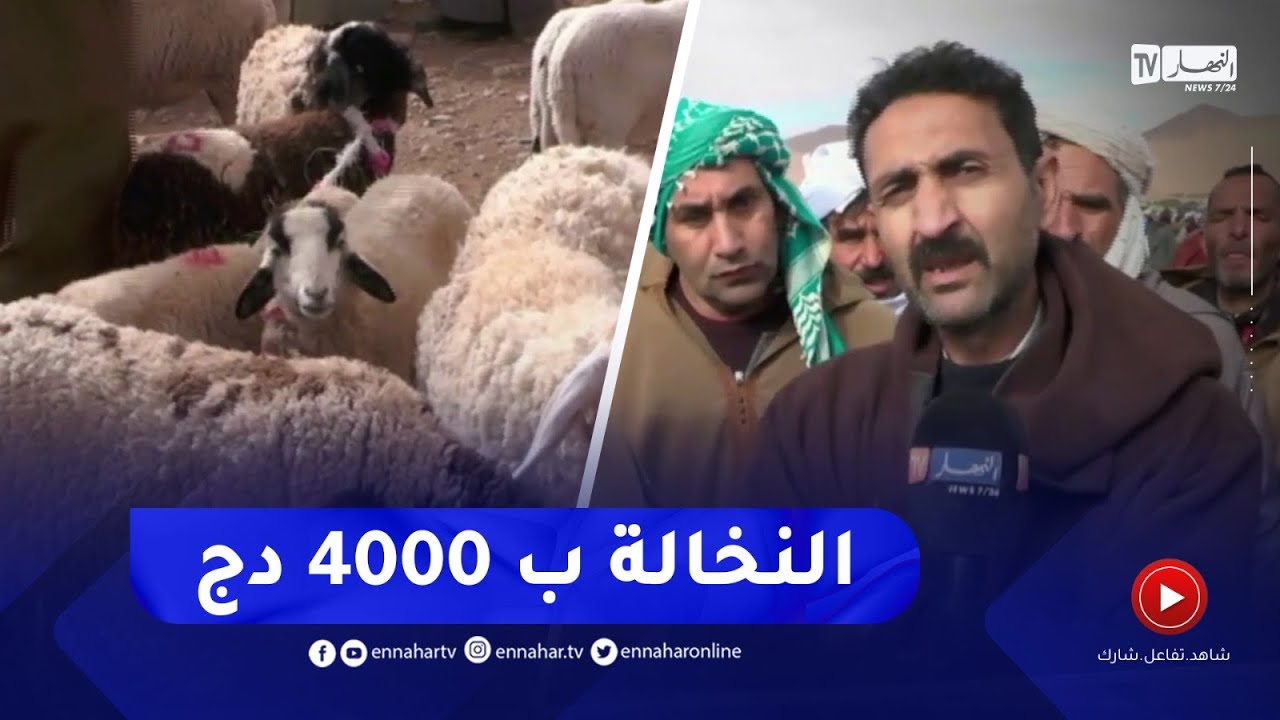 النعامة : قناة النهار ترصد انشغالات الموالين بسوق المشرية للمواشي