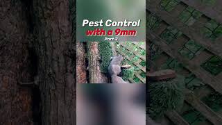 Dealing with a Squirrel Infestation