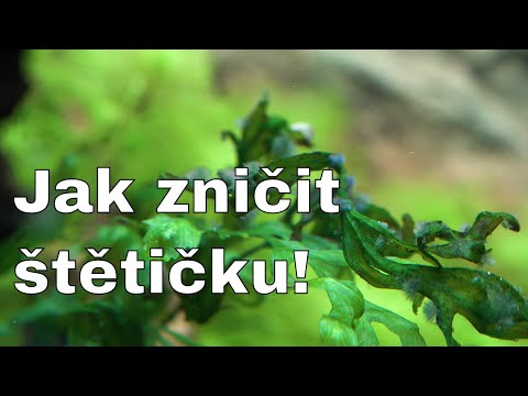 Video: Jak Zvýšit Obranu A Vyrobit Domácí Ruční Sanitizer