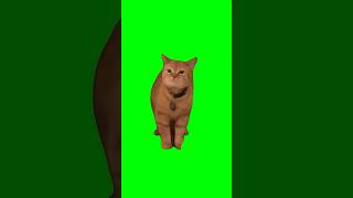 Green Screen I Go Meow Singing Cat Meme