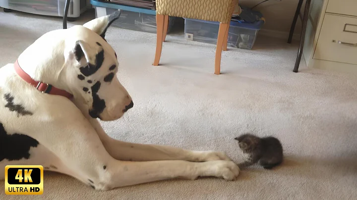 Video 11106571: cat dog love funny, kitten love