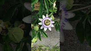 Passiflora caerulea #galicia