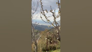 Springtimes #spring #colors #voice #blossom #cherry #springtimesadness #shorts #keşfet #shortvideo