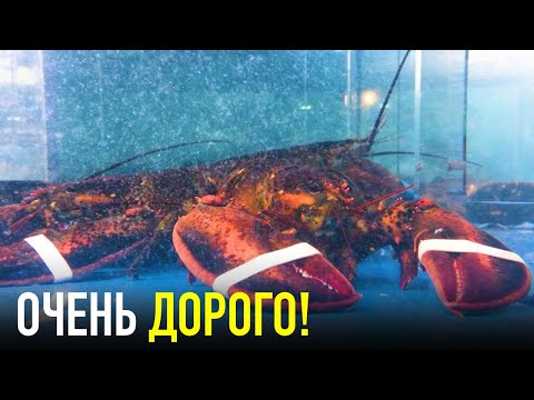 Видео: Използва ли Red Lobster замразен омар?