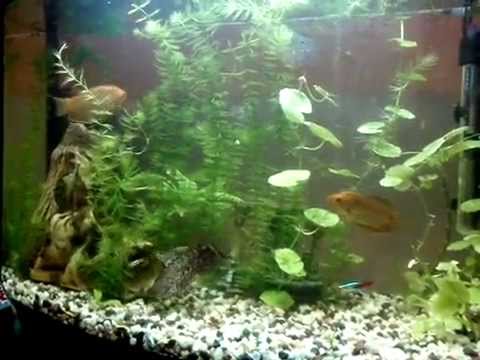 рыбка гурами фото