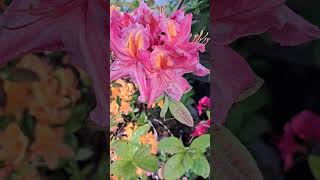 'Cecile' May 1st 2026