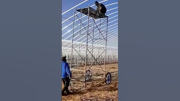 "Mobile Castle" in the Greenhouse! Workers Efficiently Use Scaffolding