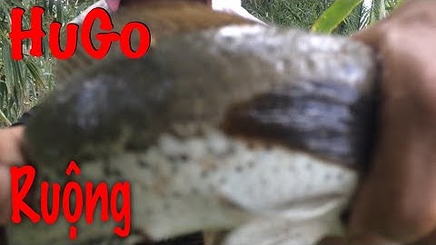 Câu cá lóc bằng vịt và pha táp hấp dẫn giải cơn khát hugo