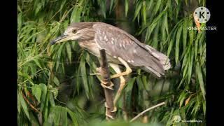 tiếng vạc kêu. cắn