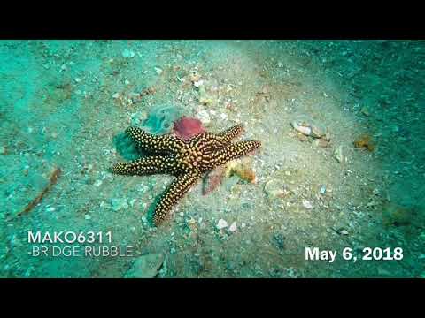 Scuba Diving the