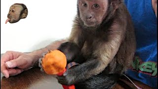 Capuchin Monkey PlayDoh FUN!