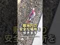 鳥の散歩って何をするの?【モモイロインコ】#shorts