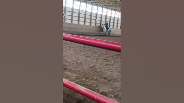 Trot-Walk-Trot transitions