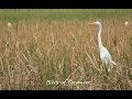 Birds of December - 25 minutes of HD relaxing nature scenery 1080p HD