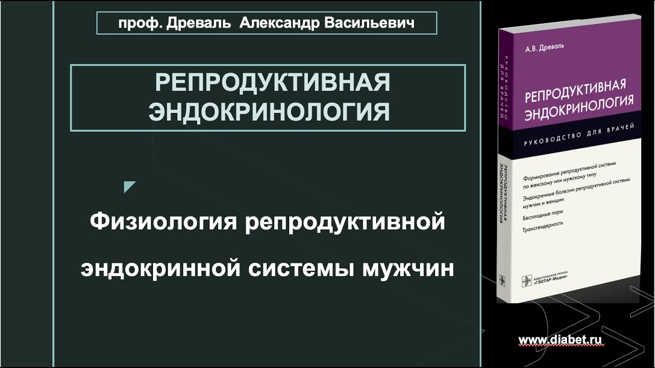Лекция №2. Физиология репродуктивной эндокринной системы мужчин