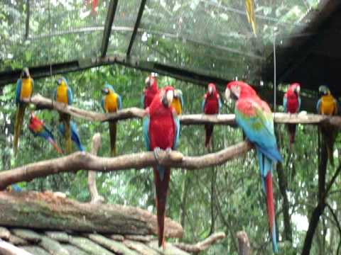 Ben 10 vs Araras (Reds Macaws)