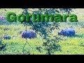 Gorumara forest | Murti River | Lataguri | Dooars | National Park | Jungle Safari