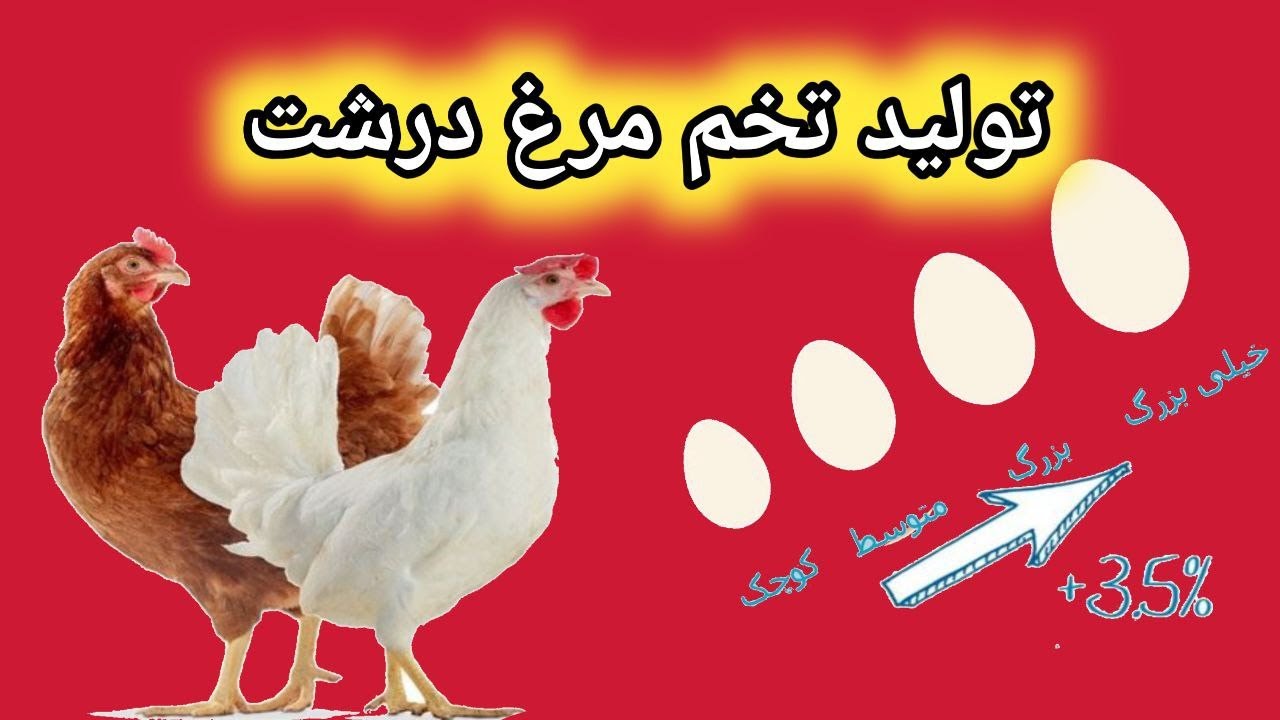 راه های افزایش سایز تخم مرغ , تولید تخم مرغ بزرگ تر , دیگه تخم مرغ ریز تولید نکن ,  تخم مرغ  درشت