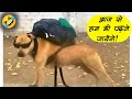जानवरो के ऐसे कारनामे बाप- रे 😂 Funny Animals Videos 2022 Funniest Animal Moments Captured | Part-1