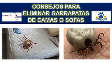 ¿Se quedan las garrapatas en las camas?