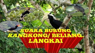 MP3 SUARA BELIANG ( RANGKONG) BURUNG ASLI KALIMANTAN