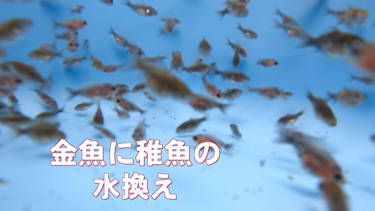 金魚 の 稚魚 の 水 換え