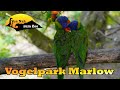 Vogelpark marlow  ein paradies fr vgel  von nah zum zoo 4k