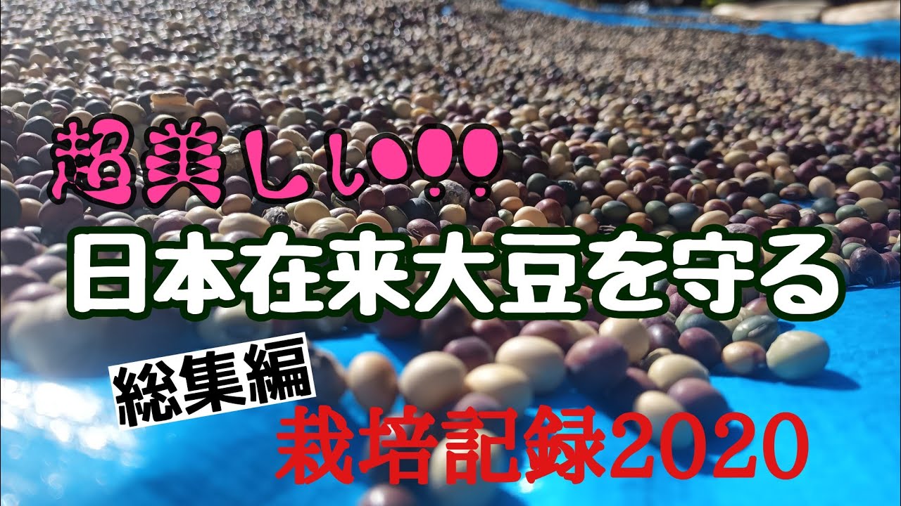 新穀になりました◇超美肌◇ミヤギシロメ大豆 令和7年産 5kg☆有機栽培 