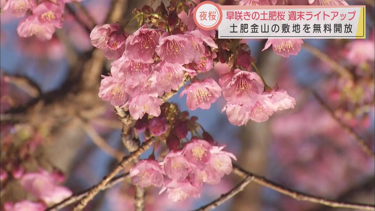 河津桜より早咲きの土肥桜 日本一早い 桜祭りでライトアップ始まる 静岡 伊豆市 Youtube