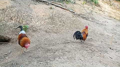 Mus ncig saib qaib dib nyob Teb XabNab06.09.2020