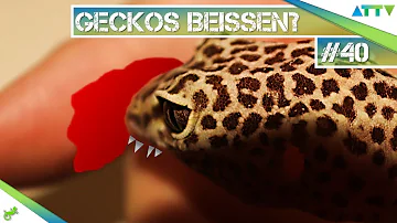Kann ein Gecko beißen?