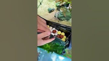 lọc thác khổng lồ#thuysinhdc