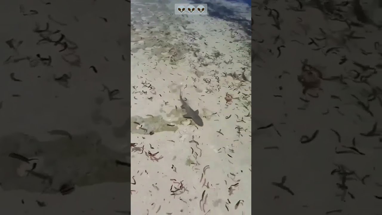 Monster Barracuda Attack Wait For It Shorts Viral Subscribe