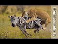 Lion hunting zebra on the masai mara   classic wildlife