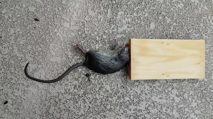 We Finally Caught A Rat
