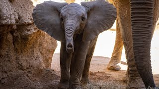 Cumple 5 meses Makena, la primera cría de elefante africano nacida en BIOPARC Valencia