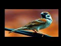 Masteran Burung Gereja Tarung Durasi Panjang Mp3 - Mp4 Download
