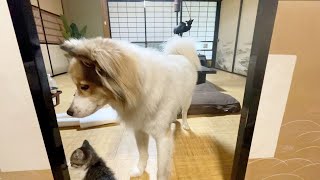 【母猫に捨てられた子猫姉妹】先住犬と協力してイタズラするようになりました