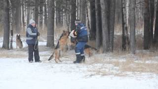 Ухта. Кинологи учат нападать собак Ухта. Кинологи учат нападать собак