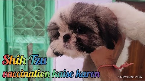 Teacup shih tzu puppies for sale in fort worth texas