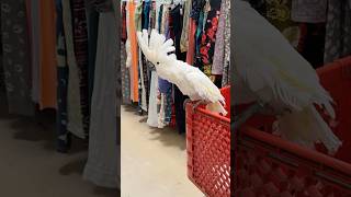 Talking Parrot at a thrift store “hi hello” #parrot #thriftstore #cockatoo #bird #talkingparrot