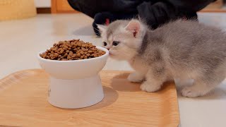 The way a kitten reacts when it eats a pile of dry food for the first time is so cute.