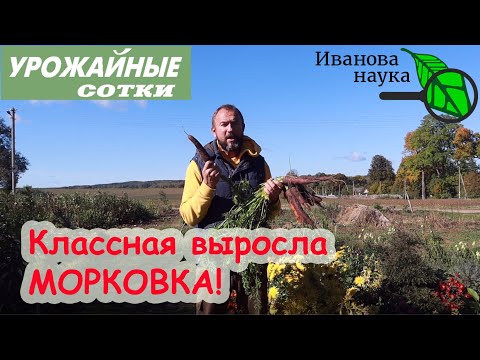 Самый ПРОСТОЙ СПОСОБ хранить морковь и свеклу БЕЗ ПОТЕРЬ!