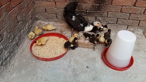 Amazing Muscovy Duckling Hatching From Eggs - Duck Egg Hatchery