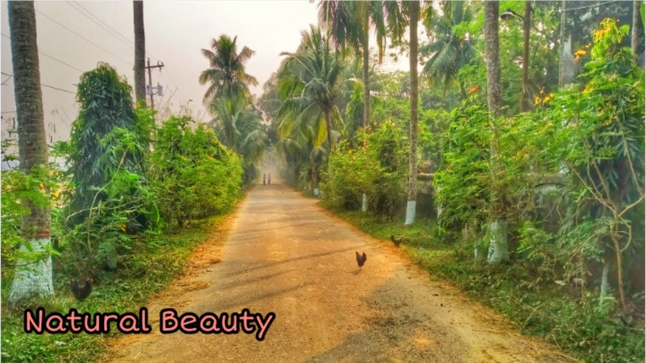 BADC Madhupur tangail Natural beauty of Bangladesh 2019
